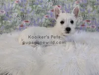 AKC - Eleanor Sale, a female West Highland White Terrier for sale in Boyden, IA – 4 of 5