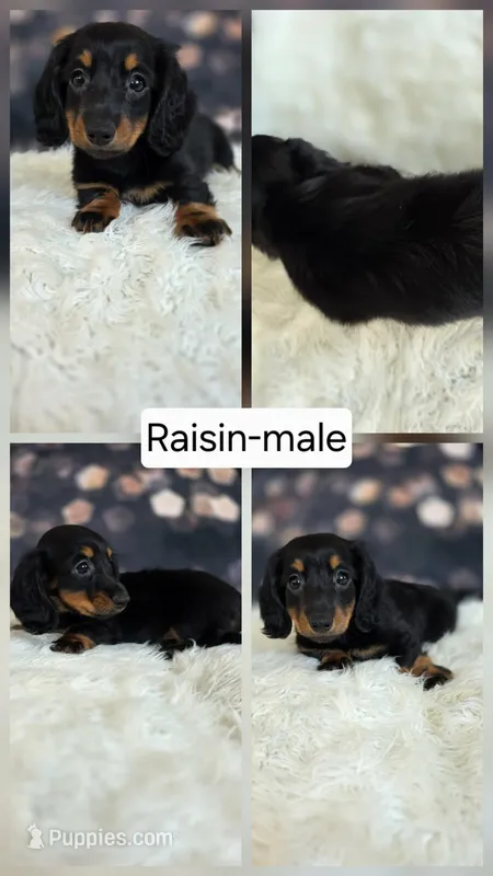Raisin – Miniature Dachshund puppy for sale in Boyden, IA