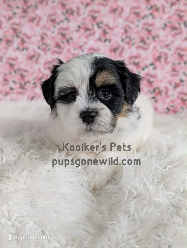 Annie – Bichon Frise, Shih Tzu puppy for sale in Boyden, IA