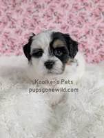 Annie, a female Bichon Frise and Shih Tzu for sale in Boyden, IA – 1 of 4