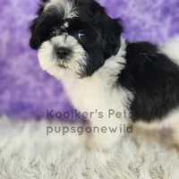 Evie-SALE, a female Shichon for sale in Boyden, IA – Photo 1 of 4
