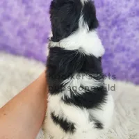 Evie-SALE, a female Shichon for sale in Boyden, IA – Photo 2 of 4