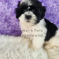 Evie-SALE, a female Shichon for sale in Boyden, IA – Photo 4 of 4