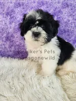 processed/4394682a-a9e7-4658-9b11-ffb07ffd857a/listing/30cf8d2a-f5da-4ada-a509-35ef56742ec8/3b9da043-9aea-4e2b-9d29-bae56c08eb15