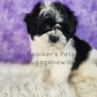 Evie-SALE, a female Shichon for sale in Boyden, IA – Photo 3 of 4