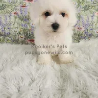 Marshmallow-SALE , a female Bichon Frise for sale in Boyden, IA – Photo 1 of 4