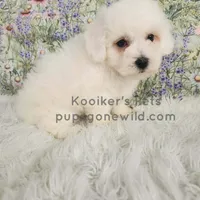 Marshmallow-SALE , a female Bichon Frise for sale in Boyden, IA – Photo 2 of 4