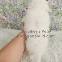 Marshmallow-SALE , a female Bichon Frise for sale in Boyden, IA – Photo 4 of 4