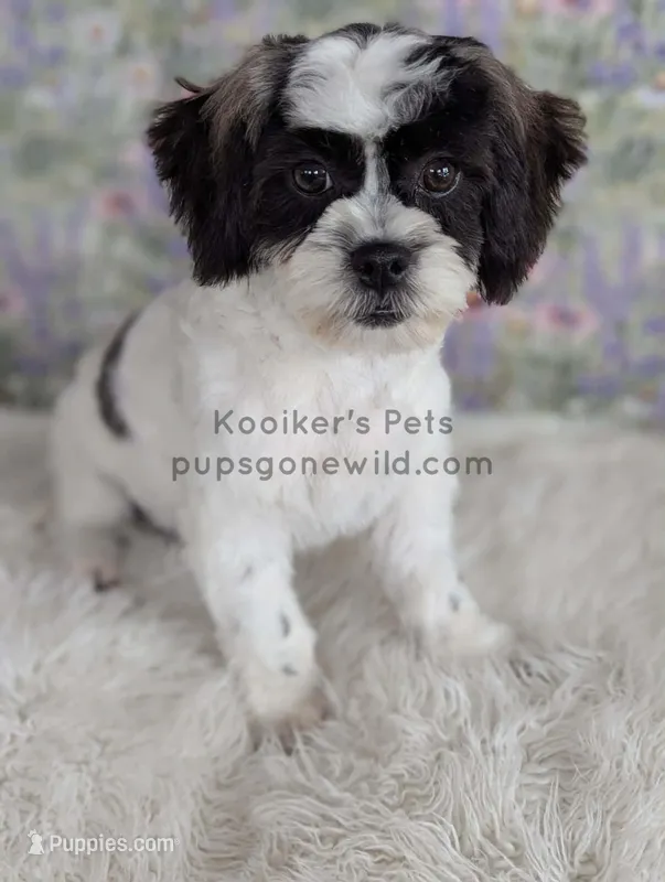 Cici-SALE – Shichon puppy for sale in Boyden, IA