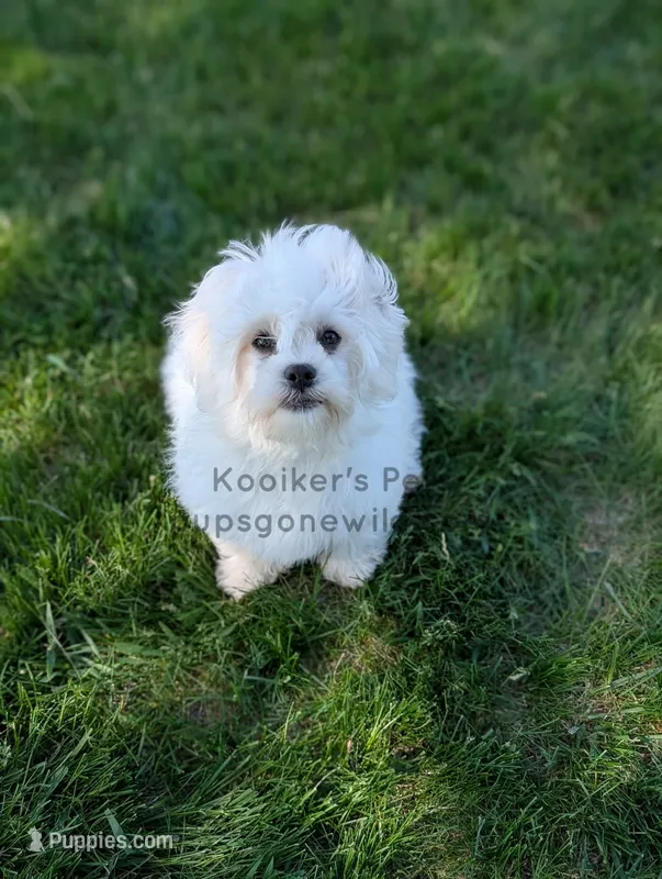 Brimsley – Shichon puppy for sale in Boyden, IA