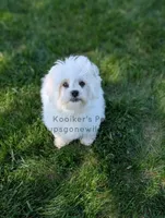 Brimsley-SALE, a male Shichon for sale in Boyden, IA – 4 of 7