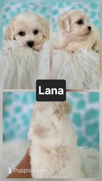 Lana – Shichon puppy for sale in Boyden, IA