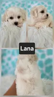 Lana, a female Shichon for sale in Boyden, IA – 1 of 1