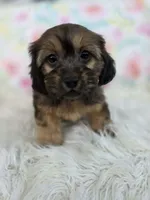 Dahlia, a female Shih Tzu and Miniature Dachshund for sale in Boyden, IA – 1 of 4