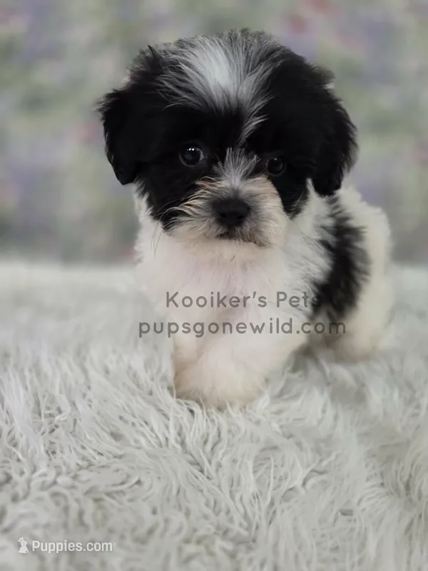 Emmie – Bichon Frise, Shih Tzu puppy for sale in Boyden, IA
