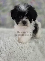Emmie, a female Bichon Frise and Shih Tzu for sale in Boyden, IA – 1 of 3