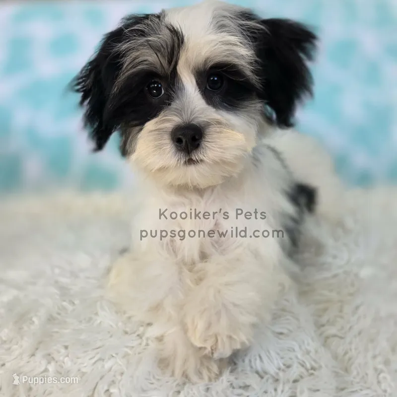 Nash – Bichon Frise, Shih Tzu puppy for sale in Boyden, IA