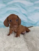 Snickerdoodle, a male Miniature Dachshund for sale in Boyden, IA – 5 of 6