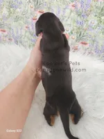 Opal, a female Miniature Dachshund for sale in Boyden, IA – Photo 4 of 4