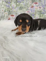 Opal, a female Miniature Dachshund for sale in Boyden, IA – Photo 2 of 4