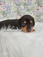 Opal, a female Miniature Dachshund for sale in Boyden, IA – Photo 3 of 4