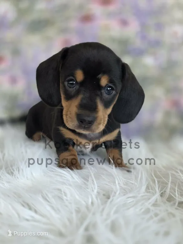 Opal – Miniature Dachshund puppy for sale in Boyden, IA