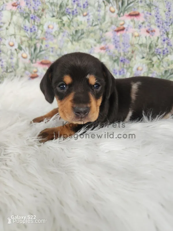 Opal – Miniature Dachshund puppy for sale in Boyden, IA