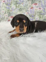 Opal, a female Miniature Dachshund for sale in Boyden, IA – Photo 1 of 4