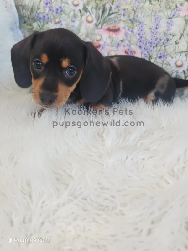 Opal – Miniature Dachshund puppy for sale in Boyden, IA