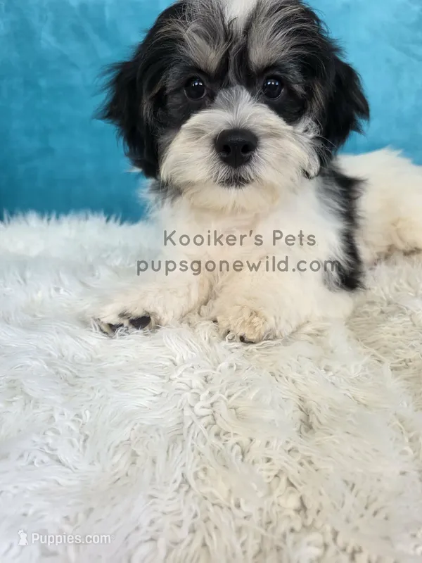 Rhett – Bichon Frise, Shih Tzu puppy for sale in Boyden, IA