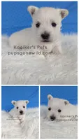 Silas, a male West Highland White Terrier for sale in Boyden, IA – 2 of 2