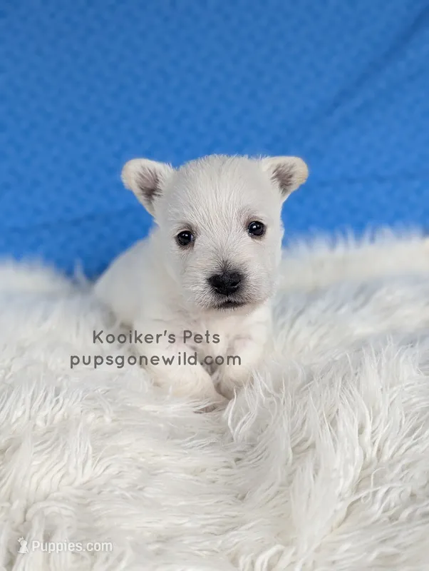 Silas – West Highland White Terrier puppy for sale in Boyden, IA