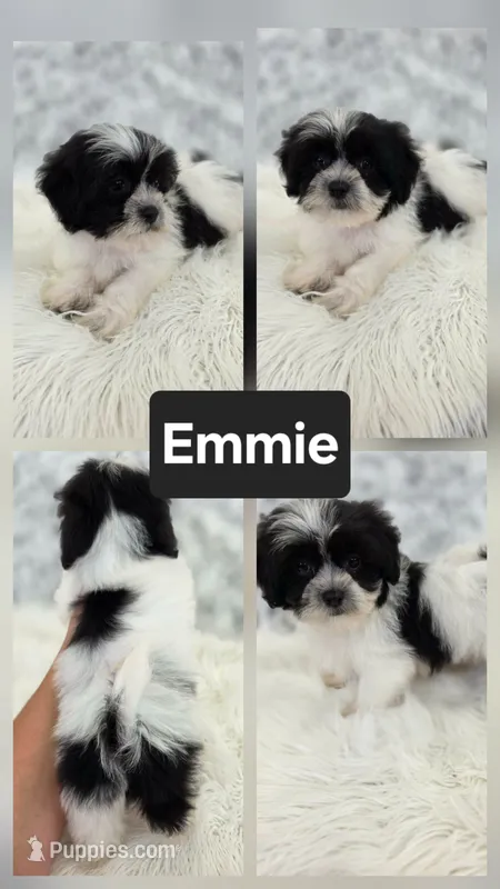 Emmie – Bichon Frise, Shih Tzu puppy for sale in Boyden, IA