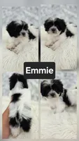 Emmie, a female Bichon Frise and Shih Tzu for sale in Boyden, IA – 1 of 1