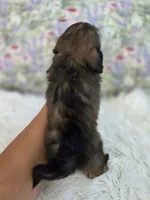 Violet, a female Shih Tzu and Miniature Dachshund for sale in Boyden, IA – 5 of 5
