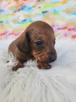 Sienna, a female Miniature Dachshund for sale in Boyden, IA – Photo 2 of 4