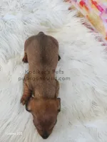 Sienna, a female Miniature Dachshund for sale in Boyden, IA – Photo 4 of 4