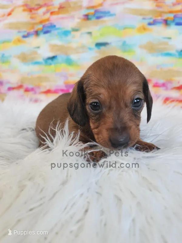 Sienna – Miniature Dachshund puppy for sale in Boyden, IA