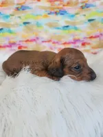 Sienna, a female Miniature Dachshund for sale in Boyden, IA – Photo 3 of 4