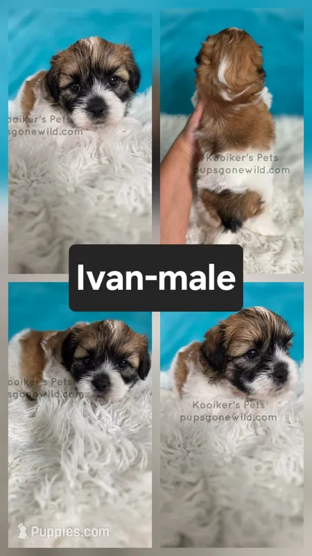 Ivan – Shichon puppy for sale in Boyden, IA
