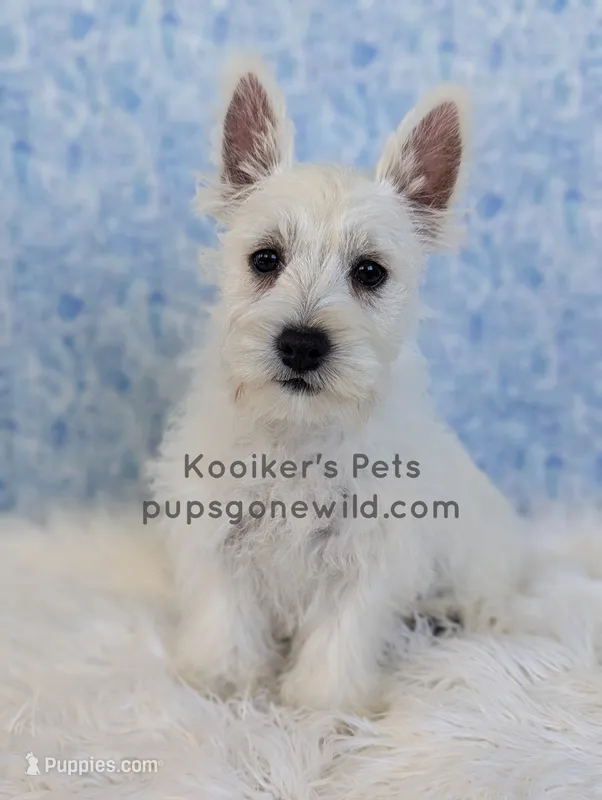 AKC Mira – West Highland White Terrier puppy for sale in Boyden, IA