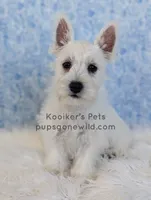 AKC Mira Sale, a female West Highland White Terrier for sale in Boyden, IA – 1 of 6