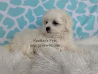 Charolette, a female Shichon for sale in Boyden, IA – Photo 3 of 5