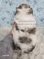 Lady, a female Shichon for sale in Boyden, IA – Photo 5 of 5