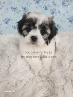 Lady, a female Shichon for sale in Boyden, IA – Photo 1 of 5