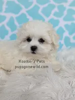 Charolette, a female Shichon for sale in Boyden, IA – Photo 1 of 5
