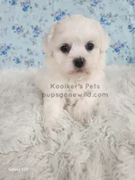 Charolette, a female Shichon for sale in Boyden, IA – Photo 1 of 5