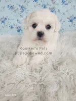 Charolette, a female Shichon for sale in Boyden, IA – Photo 4 of 5