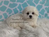 Charolette, a female Shichon for sale in Boyden, IA – Photo 2 of 5