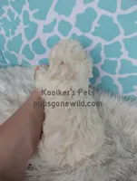 Charolette, a female Shichon for sale in Boyden, IA – Photo 5 of 5